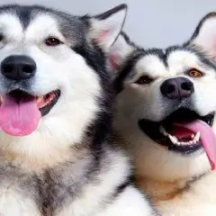 Jak odróżnić husky od malamuta – kluczowe różnice, które musisz znać