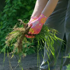 Skuteczne sposoby na usunięcie perzu z trawnika i zapobieganie jego powrotowi