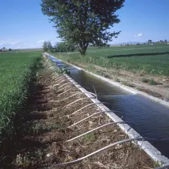 Repartir el agua para el riego: estrategias para evitar la escasez