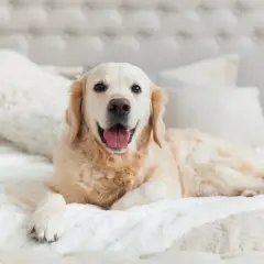 Czy golden retriever może mieszkać w bloku? Oto, co musisz wiedzieć