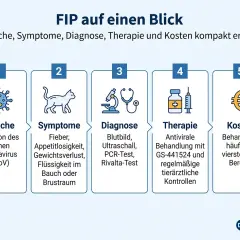 FIP bei Katzen: Symptome wie Fieber, Appetitlosigkeit und Gewichtsverlust sind Anzeichen. Die Grafik erklärt Ursache, Diagnose, Therapie und Kosten.