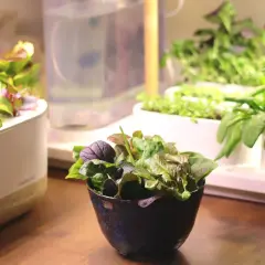 En skål med färsk baby leaf-sallad står på ett träbord, med en hydroponisk odling i bakgrunden.