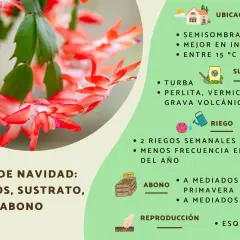 Cactus de Navidad: cuidados, ubicación, suelo, riego y abono. Consejos para su cultivo.