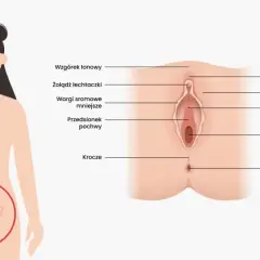 Anatomia kobieca: gdzie jest łechtaczka, wargi sromowe, pochwa i inne narządy.