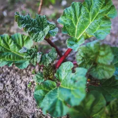 Jeune plant de rhubarbe aux grandes feuilles vertes et aux tiges rouges, prêt à pousser.