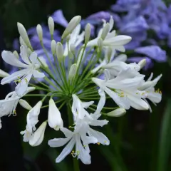 Gros plan sur une ombelle d'agapanthes blanches aux pétales délicats, avec des bourgeons et des fleurs bleues floues en arrière-plan. Ces graines agapanthe promettent de nouvelles floraisons.