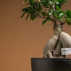 Bonsai fikus mikrokarp, znany jako Ficus Ginseng, z grubym, rzeźbionym pniem i zielonymi liśćmi w czarnej donicy.
