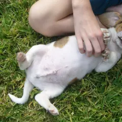 Un cachorro juguetón con barriga hinchada en el césped, recibe cosquillas en la panza.