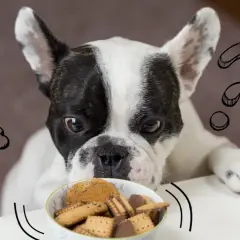 Czy pies może jeść sezamki? Dowiedz się, co może mu zaszkodzić