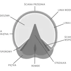Schemat budowy kopyta konia, z zaznaczonymi elementami jak podeszwa, strzałka i ściany. Wiedza ta może pomóc w znalezieniu odpowiedniego leku na trzeszczki.