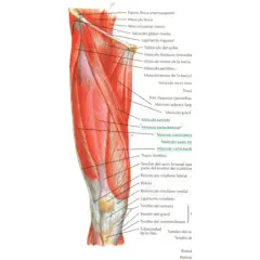 Todo sobre el músculo anterior del muslo: funciones y anatomía esenciales