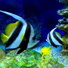 Oceanarium Międzyzdroje - nie przegap wyjątkowych atrakcji i godzin otwarcia