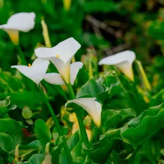 Des callas blancs aux formes élégantes émergent d'un feuillage vert luxuriant. La calla plante, symbole de pureté, s'épanouit.
