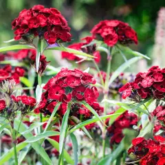 Rote Bartnelken, winterhart und üppig blühend, mit zarten Blütenblättern und grünen Blättern im Garten.