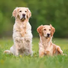 Czy golden retriever może mieszkać na dworze? Odkryj ryzyko i potrzeby psa