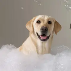 Ein glücklicher Labrador genießt ein Schaumbad. So einfach und angenehm können Hunde sauber bekommen!