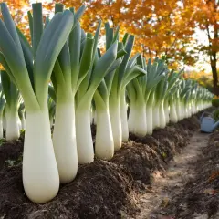 Rangée de poireaux blancs et verts dans un jardin d'automne. Faut-il tailler les poireaux pour les faire grossir ? L'image montre des poireaux prêts à être récoltés.