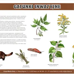Norka amerykańska, rak pręgowany i nawłoć kanadyjska to przykłady gatunków inwazyjnych w Polsce, które zagrażają rodzimej przyrodzie.
