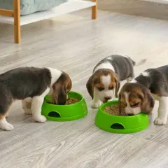Trzy szczenięta beagle jedzą z zielonych misek. Właściwe żywienie to klucz do zdrowia, gdy zastanawiasz się, czym karmić szczeniaka.