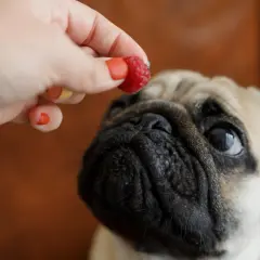 Ein süßer Mops-Hund schaut erwartungsvoll auf eine Himbeere, die ihm von einer Hand angeboten wird.