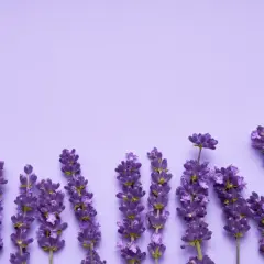 Lavendelblüten auf lila Hintergrund. Der Duft von Linalool beruhigt.