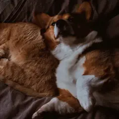 Pomarańczowy kot i corgi leżą razem, jakby badali poziom kreatyniny w surowicy.