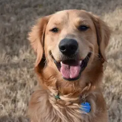 Uśmiechnięty golden retriever z niebieską obrożą na tle suchej trawy.