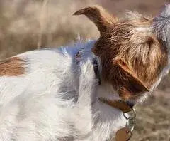 Cómo son las pulgas de perro y cómo proteger a tu mascota