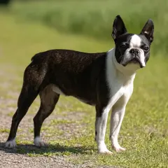 Un adorable boston terrier con su distintivo pelaje blanco y negro posa en un camino de grava rodeado de hierba verde.