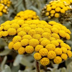 Nahaufnahme von gelben Immortellenblüten. Die **immortelle wirkung psyche** wird oft mit beruhigenden Eigenschaften assoziiert.