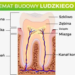 Schemat budowy ludzkiego zęba: korona, szyjka, korzeń, szkliwo, zębina, dziąsło, miazga, kanał korzenia. Poznaj nazwy zębów.
