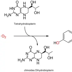 Umwandlung von Phenylalanin zu Tyrosin mit Sauerstoff und Tetrahydrobiopterin als Cofaktor.