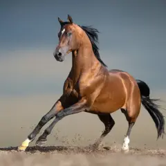 Kasztanowy koń arabski w galopie, wzbijający piasek. Konie arabskie ciekawostki: ich wytrzymałość i elegancja zachwycają od wieków.