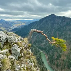 Sromowce Wyżne atrakcje: samotna sosna na skale nad przełomem Dunajca, w tle góry i chmury.