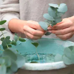 Hände arrangieren Zweige für eukalyptus trocknen in einer teal-farbenen Schale.