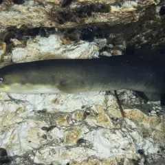 En ål simmar nära en klippig botten, redo för fiske.