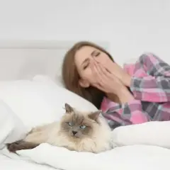 Une femme bâille dans son lit, les mains sur le visage, à côté d'un chat. Peut-on devenir allergique au chat du jour au lendemain ?