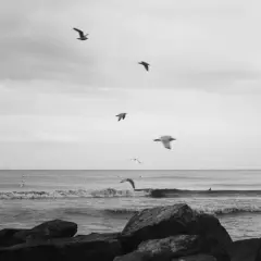 Seagulls soar over the ocean waves, captured on Ilford FP4+ film. Rocks frame the foreground of this serene, monochrome seascape.