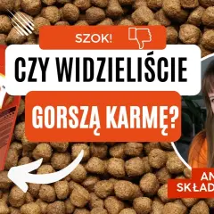 Najgorsza karma dla psa – unikaj tych składników i marek