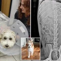 Rentgen pokazuje, że pies zjadł kości z kurczaka, co może być niebezpieczne.