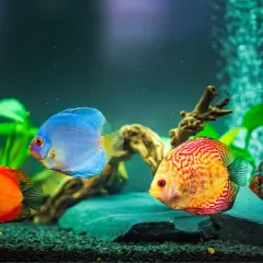 Czy rybki śpią? Zaskakujące fakty o ich śnie i odpoczynku