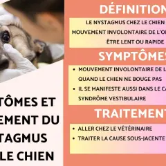 Un chien examiné pour le nystagmus, un mouvement involontaire de l'œil, parfois lié au syndrome vestibulaire. Le traitement implique une visite vétérinaire.