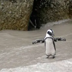 Pingwin z rozłożonymi skrzydłami na plaży, z nogami w wodzie.