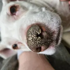 Primer plano del hocico de un perro blanco con hiperqueratosis en las almohadillas, mostrando una textura rugosa y agrietada.