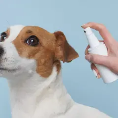 Piesek Jack Russell Terrier z zaciekawieniem patrzy na białą buteleczkę z atomizerem. Dłoń trzyma octenisept dla psa, gotowa do użycia.