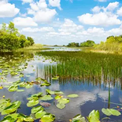 Ein ruhiger Fluss mit Seerosen und Schilf im Everglades Nationalpark, Florida. Der Himmel spiegelt sich im Wasser.
