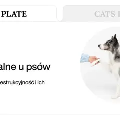Pies rasy border collie podaje łapę, symbolizując problemy behawioralne u psów, takie jak lęk separacyjny i destrukcyjność.
