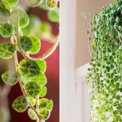 Peperomia prostrata, roślina o okrągłych liściach przypominających skorupy żółwi, tworzy kaskady zieleni.