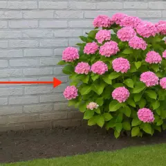 Gros plan sur un magnifique planter hortensia rose, avec une flèche rouge indiquant la distance par rapport au mur de briques.