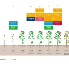Grafika przedstawia cykl rozwoju malin z nawozami i opryskami w poszczególnych fazach.